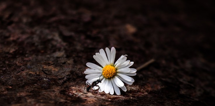 daisy-3505783_1920 (1).jpg