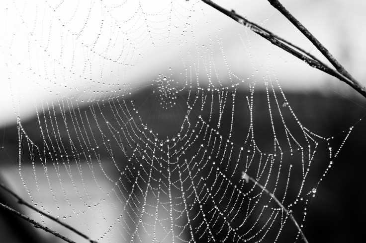 spider-web-3658467_1920